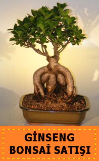 Ginseng bonsai sat japon aac  zmit Seymen iek yolla , iek gnder , ieki  